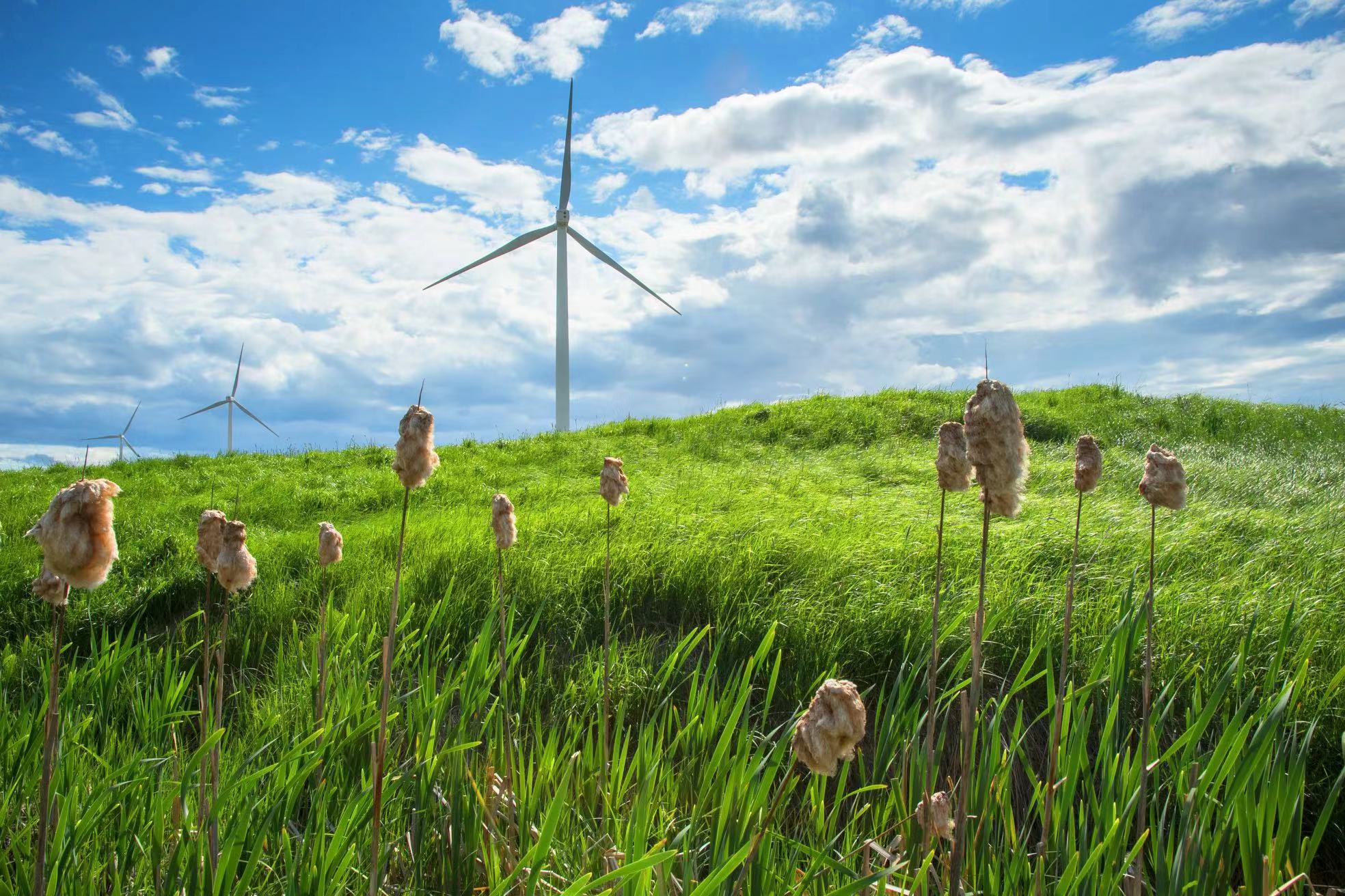 Wind turbines in an open landscape, illustrating wind-generation context
